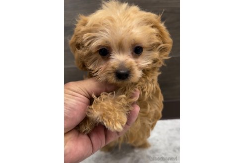 成約済の福岡県のミックス犬-319042の5枚目