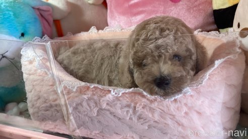 成約済の富山県のトイプードル-314709の5枚目