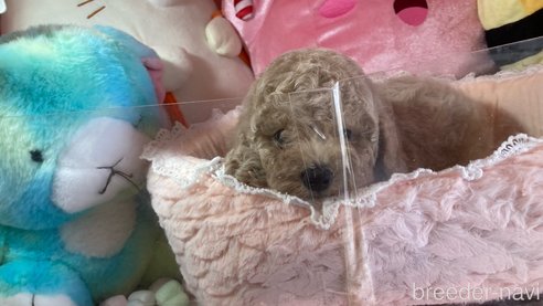 成約済の富山県のトイプードル-314709の4枚目