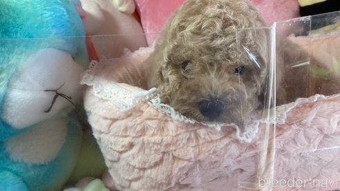 成約済の富山県のトイプードル-314709の3枚目