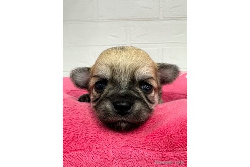 成約済の愛知県のチワワ(ロングコート)-317515の16枚目