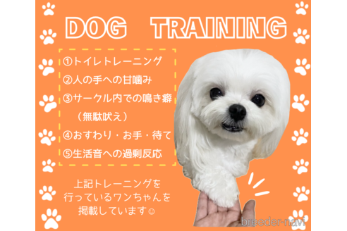 成約済の静岡県のミニチュアダックスフンド(ロングヘアード)-318097の2枚目