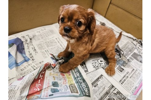 成約済の愛知県のキャバリアキングチャールズスパニエル-319068の8枚目
