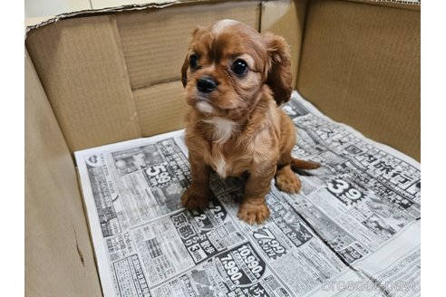 成約済の愛知県のキャバリアキングチャールズスパニエル-319068の4枚目
