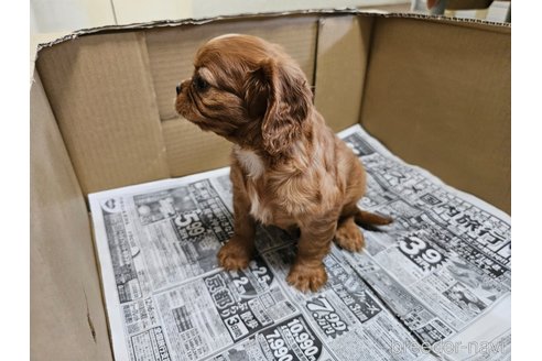成約済の愛知県のキャバリアキングチャールズスパニエル-319068の3枚目