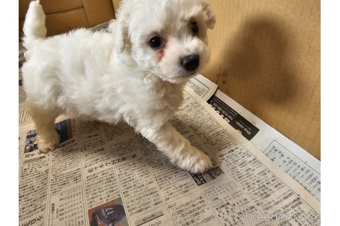 成約済の愛知県のビションフリーゼ-319069の2枚目