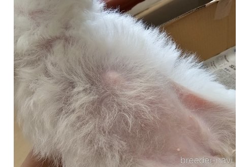 成約済の愛知県のビションフリーゼ-319069の4枚目
