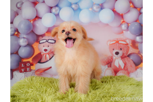 成約済の静岡県のポメプー:ポメラニアン×トイプードル-318102の9枚目