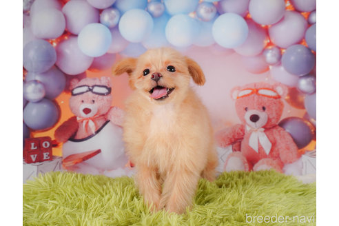 成約済の静岡県のポメプー:ポメラニアン×トイプードル-318102の8枚目