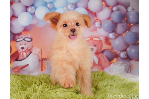 成約済の静岡県のポメプー:ポメラニアン×トイプードル-318102の7枚目