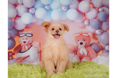 成約済の静岡県のポメプー:ポメラニアン×トイプードル-318102の6枚目