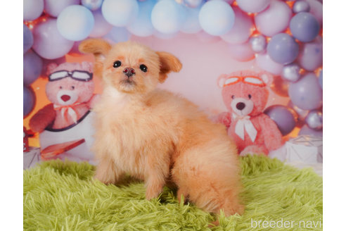 成約済の静岡県のポメプー:ポメラニアン×トイプードル-318102の5枚目