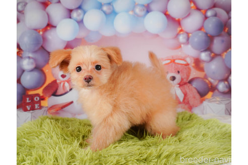 成約済の静岡県のポメプー:ポメラニアン×トイプードル-318102の4枚目