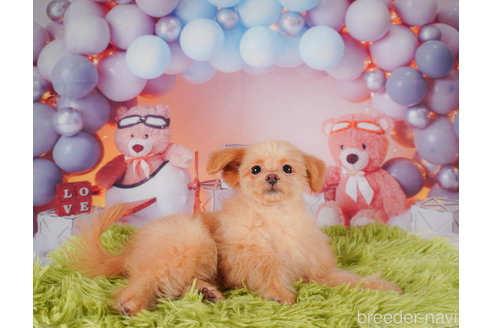 成約済の静岡県のポメプー:ポメラニアン×トイプードル-318102の3枚目