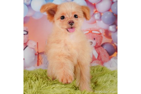 成約済の静岡県のポメプー:ポメラニアン×トイプードル-318102の2枚目