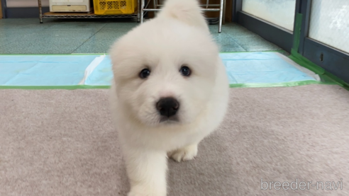 成約済の千葉県のグレートピレニーズ-313610の3枚目