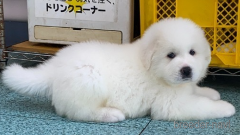 成約済の千葉県のグレートピレニーズ-313611の4枚目