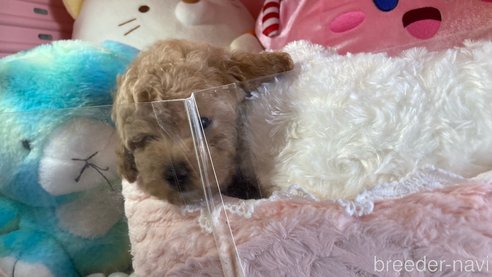 成約済の富山県のトイプードル-314711の3枚目