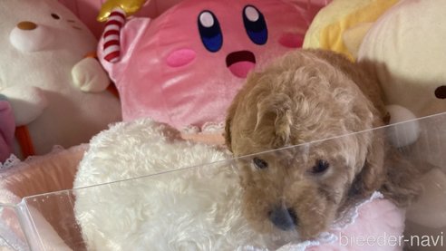 成約済の富山県のトイプードル-314711の2枚目