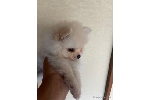 成約済の岡山県のポメラニアン-310277の2枚目