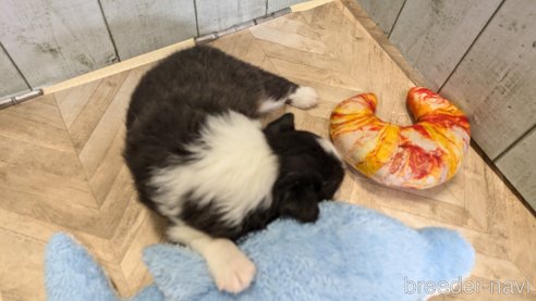 成約済の熊本県のシェットランドシープドッグ(シェルティ)-316183の46枚目