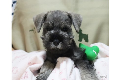 成約済の静岡県のミニチュアシュナウザー-316443の2枚目