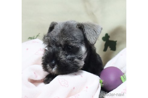 成約済の静岡県のミニチュアシュナウザー-318155の3枚目