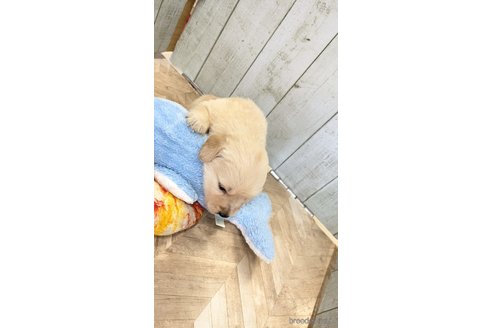 成約済の熊本県のゴールデンレトリーバー-317630の3枚目