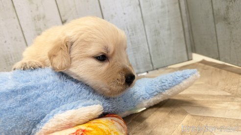 成約済の熊本県のゴールデンレトリーバー-317630の4枚目