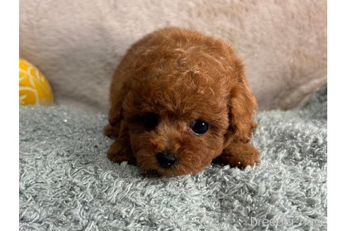 成約済の愛知県のタイニープードル-319102の3枚目