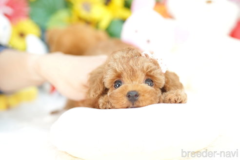 成約済の埼玉県のトイプードル-319103の4枚目