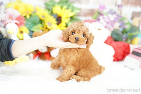 成約済の埼玉県のトイプードル-319103の3枚目