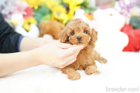 成約済の埼玉県のトイプードル-319103の2枚目