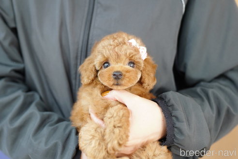 成約済の埼玉県のトイプードル-319103の1枚目