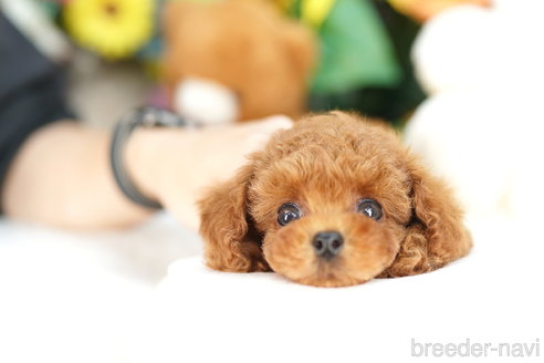 成約済の埼玉県のトイプードル-319104の3枚目