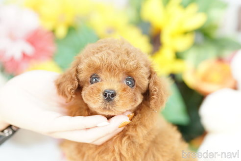 成約済の埼玉県のトイプードル-319104の2枚目