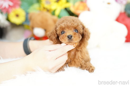 成約済の埼玉県のトイプードル-319104の1枚目