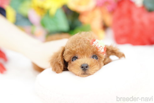 成約済の埼玉県のトイプードル-319106の4枚目