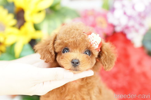 成約済の埼玉県のトイプードル-319106の3枚目