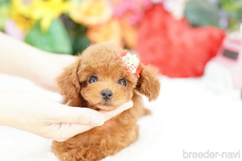 成約済の埼玉県のトイプードル-319106の2枚目