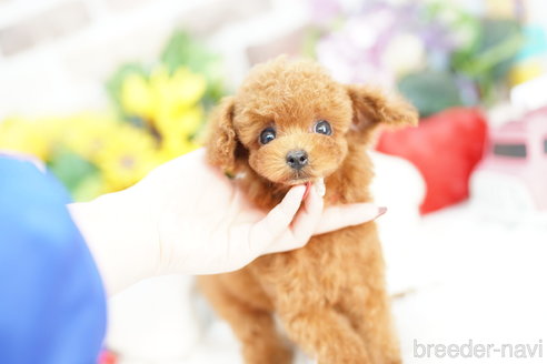 成約済の埼玉県のトイプードル-319106の1枚目