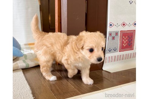 成約済の福岡県のポメプー:ポメラニアン×トイプードル-316283の18枚目
