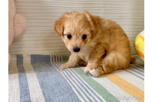 成約済の福岡県のポメプー:ポメラニアン×トイプードル-316283の17枚目