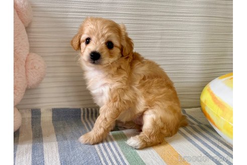 成約済の福岡県のポメプー:ポメラニアン×トイプードル-316283の12枚目