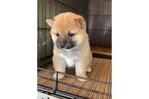 成約済の茨城県の豆柴-315555の2枚目
