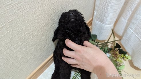 成約済の広島県のトイプードル-311253の33枚目