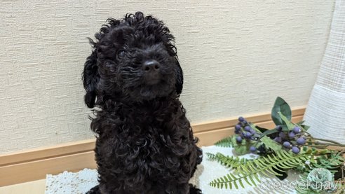 成約済の広島県のトイプードル-311253の29枚目