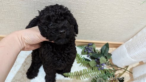 成約済の広島県のトイプードル-311253の24枚目