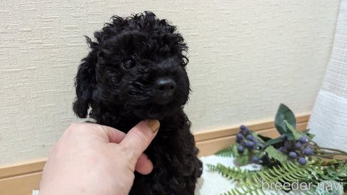成約済の広島県のトイプードル-311253の25枚目