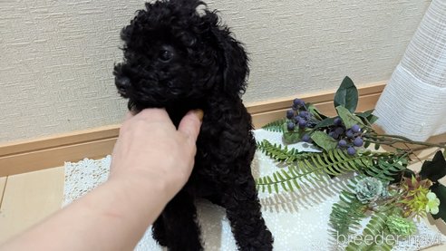 成約済の広島県のトイプードル-311253の22枚目